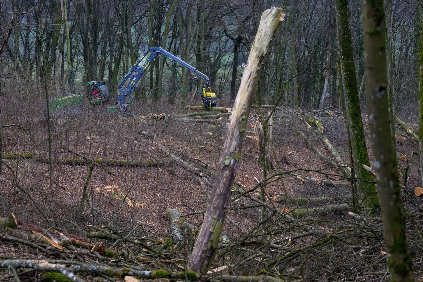 Tiere durch Forstarbeiten bedroht